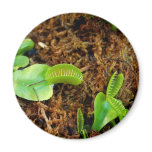 Venus Fly Trap Fridge Magnets