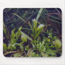 Venus Fly Trap - mousepad