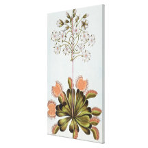 Venus Fly-trap, plate 84, from 'Collection Precieu Canvas Prints