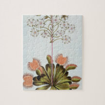 Venus Fly-trap, plate 84, from 'Collection Precieu Puzzle