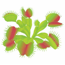 Venus Flytrap