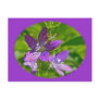 Venus Looking Glass Wildflower Floral Postcards