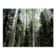Verger d'Aspen dans la forêt Cartes Postales