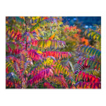 Vermont Foliage Postcard