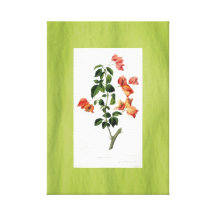 Vert vintage botanique de toile d'art de bouganvil toiles tendues