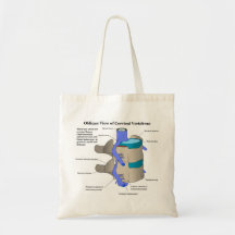 Vertèbre cervicale de la colonne vertébrale humain sac fourre-tout