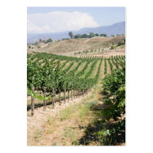 vertical vineyard business card