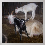 VERY CUTE GOAT PICTURE. PRINT