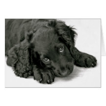 Very Cute Puppy Greeting Cards