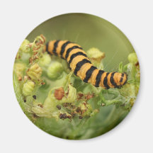 very hungry caterpillar fridge magnets