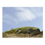 Very Large Alligator Postcard