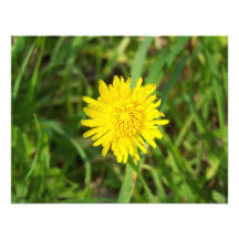 Very Pretty Dandelion Personalized Invitations