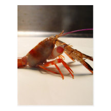 Very Small Lobster Postcards