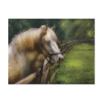 Veterinarian - White Stallion Postcards