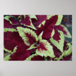 Vibrant Coleus Print