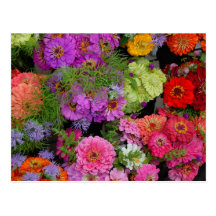 vibrant colour daisies postcards