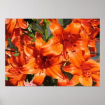 Vibrant Orange Tiger Lilies Print