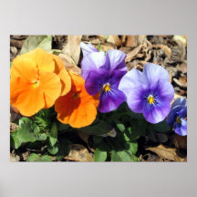 Vibrant Pansies Print