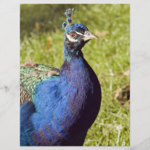 Vibrant Peacock Flyer