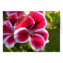Vibrant pink geraniums greeting cards