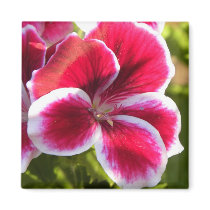 Vibrant pink geraniums magnets