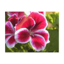 Vibrant pink geraniums post cards