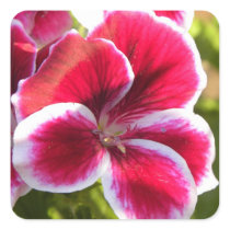 Vibrant pink geraniums sticker