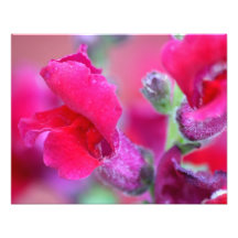 Vibrant Pink Snapdragons Photo
