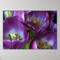 Vibrant Purple Tulips Print