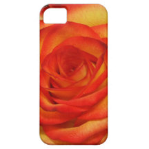 Vibrant Red and Peach Rose Macro Photo