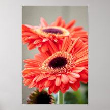 Vibrant Red Flower Posters