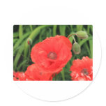 vibrant red poppy round stickers