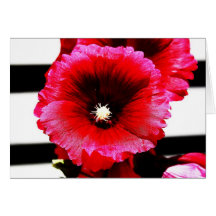 Vibrant Rose Mallow Card