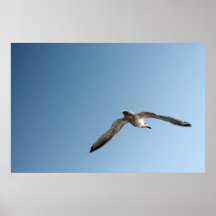 Vibrant Seagull Poster