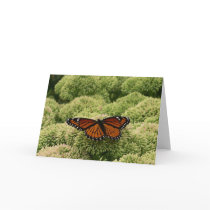 Viceroy Butterfly Card