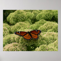 Viceroy Butterfly Print