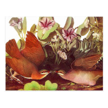 Victorian Love Birds Postcards