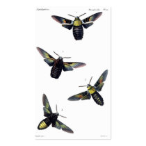 Victorian Moths Business Card