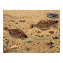 Vie marine marine vintage, flets de poissons plats carte postale