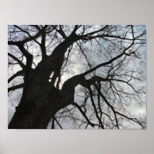 Vieil arbre posters