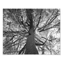 Vieil arbre d'Abtract Photographie