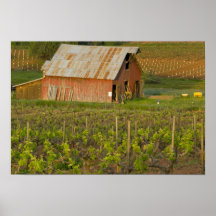 Vieille grange rouge au bord du vignoble Zinfandel Affiche