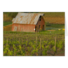 Vieille grange rouge au bord du vignoble Zinfandel Carte De Vœux
