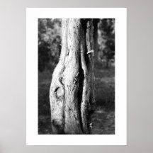 Vieux cèdre - 16x22 posters