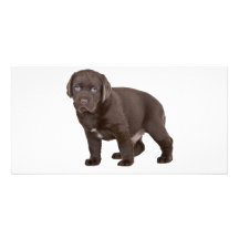 Vieux chocolat de six semaines ultra mignon Labrad Cartes Avec Photo
