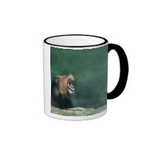 View of a Lion (Panthera leo) laying on the Coffee Mugs
