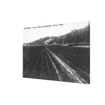 View of Hutchinson Celery Garden Canvas Print