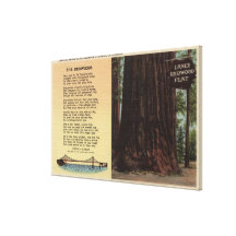 View of Lanes Redwood Flat Stretched Canvas Prints