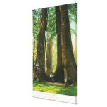View of Redwood Twins at Big Tree Grove Gallery Wrapped Canvas