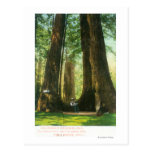 View of Redwood Twins at Big Tree Grove Post Cards